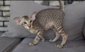 Zdjęcie №1. kot peterbald - na sprzedaż w Szybkie | 1674zł | Zapowiedź № 173640
