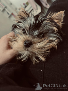 Zdjęcie №3. Sprzedam teriery Yorkshire. Serbia