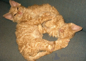 Zdjęcie №2 do zapowiedźy № 138855 na sprzedaż  kot german rex - wkupić się Niemcy prywatne ogłoszenie, hodowca