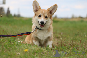 Zdjęcie №1. welsh corgi - na sprzedaż w Mogilow | 2870zł | Zapowiedź №145718