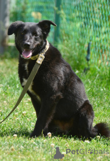 Zdjęcie №2 do zapowiedźy № 142814 na sprzedaż  pies nierasowy - wkupić się Federacja Rosyjska prywatne ogłoszenie