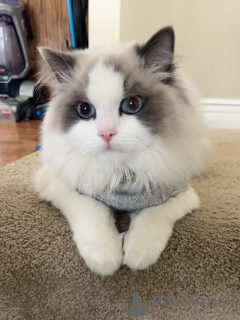 Zdjęcie №1. maine coon - na sprzedaż w Yens | negocjowane | Zapowiedź № 158452