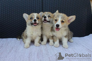 Dodatkowe zdjęcia: Szczenięta Welsh Corgi Pembroke