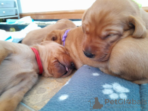 Zdjęcie №4. Sprzedam fox terrier w Дортмунд. prywatne ogłoszenie - cena - 5740zł