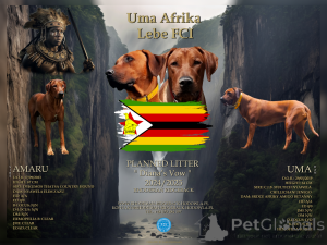 Zdjęcie №2 do zapowiedźy № 119744 na sprzedaż  rhodesian ridgeback - wkupić się Polska prywatne ogłoszenie, hodowca