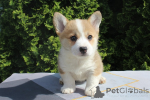 Zdjęcie №2 do zapowiedźy № 167412 na sprzedaż  welsh corgi - wkupić się Serbia hodowca