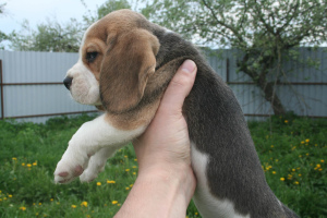 Dodatkowe zdjęcia: Szczenięta Beagle od mistrza, plan ratalny, dostawa, hodowla „Dogstyle BY”