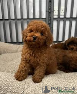 Zdjęcie №3. Chiots caniches nains dostępne à la vente. Francja