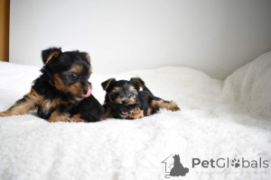 Zdjęcie №1. yorkshire terrier - na sprzedaż w Barcelona | 2392zł | Zapowiedź №141018