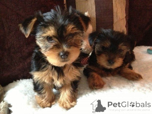 Zdjęcie №1. yorkshire terrier - na sprzedaż w Freysing | 2153zł | Zapowiedź №169464
