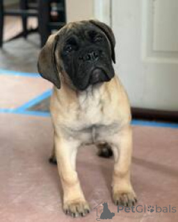 Zdjęcie №3. Szczeniaki Bullmastiff do adopcji. Australia