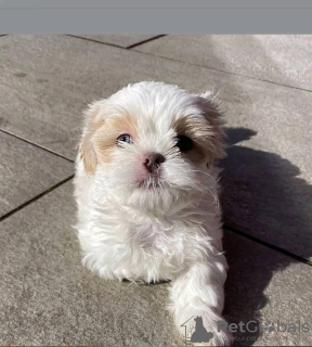 Zdjęcie №3. Shih tzu. USA