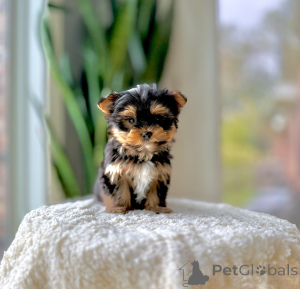 Zdjęcie №2 do zapowiedźy № 172893 na sprzedaż  yorkshire terrier - wkupić się Republika Czeska hodowca