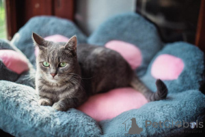 Zdjęcie №4. Sprzedam  w Chimki. ze schronu - cena - Bezpłatny