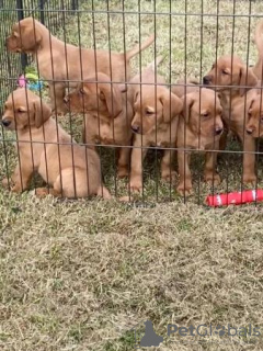 Zdjęcie №4. Sprzedam labrador retriever w Houston. prywatne ogłoszenie, od żłobka, ze schronu, hodowca - cena - 2773zł