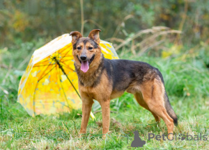 Zdjęcie №3. Alex, młody, mały, nieśmiały chłopak szuka domu.. Federacja Rosyjska