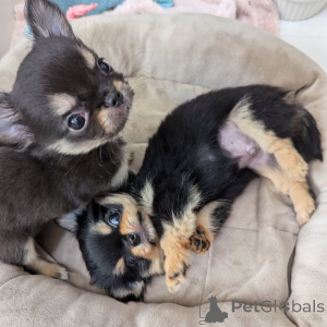 Zdjęcie №1. chihuahua (rasa psów) - na sprzedaż w Helsinki | 3588zł | Zapowiedź №163152