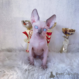 Zdjęcie №3. SE Venden Gatos Sphynx Sanos. Hiszpania