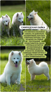 Zdjęcie №1. samojed (rasa psa) - na sprzedaż w Chabarowsk | 1547zł | Zapowiedź №70229
