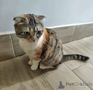 Zdjęcie №1. scottish fold - na sprzedaż w Moskova | Bezpłatny | Zapowiedź № 170251