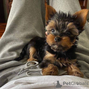 Zdjęcie №1. yorkshire terrier - na sprzedaż w Tampere | negocjowane | Zapowiedź №85305