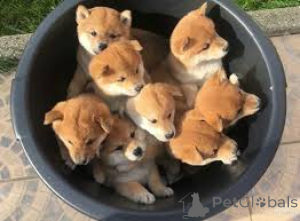 Zdjęcie №1. shiba - na sprzedaż w Berno | negocjowane | Zapowiedź №136052