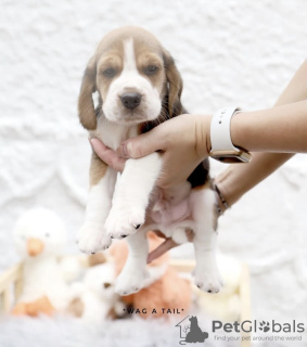 Zdjęcie №2 do zapowiedźy № 99469 na sprzedaż  beagle (rasa psa) - wkupić się Niemcy prywatne ogłoszenie, od żłobka, ze schronu