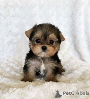 Zdjęcie №3. Sprzedam Chiots Yorkshire Terrier. Francja