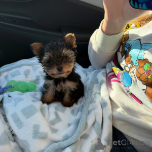 Zdjęcie №1. yorkshire terrier - na sprzedaż w Berlin | negocjowane | Zapowiedź №168620