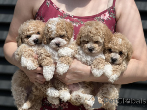 Zdjęcie №2 do zapowiedźy № 145740 na sprzedaż  maltipu - wkupić się Mołdawia prywatne ogłoszenie