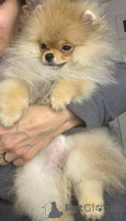 Zdjęcie №3. Pomeranian Spitz Teddybär. Serbia