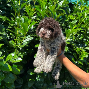 Zdjęcie №3. Szczenięta Lagotto Romagnolo. Serbia