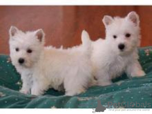 Zdjęcie №1. west highland white terrier - na sprzedaż w Амстердам | negocjowane | Zapowiedź №108249