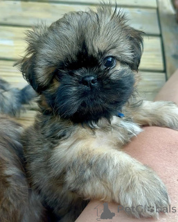 Zdjęcie №2 do zapowiedźy № 176229 na sprzedaż  shih tzu - wkupić się Niemcy prywatne ogłoszenie