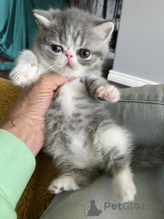 Zdjęcie №2 do zapowiedźy № 162399 na sprzedaż  kot egzotyczny - wkupić się Belgia prywatne ogłoszenie, hodowca