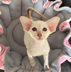 Zdjęcie №1. kot syjamski - na sprzedaż w Eschborn | 18zł | Zapowiedź № 153766