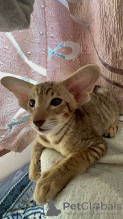 Zdjęcie №3. ORIENTALE. Izrael