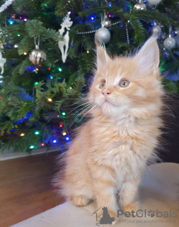 Zdjęcie №3. Kocięta rasy Maine Coon są już dostępne do adopcji. Niemcy