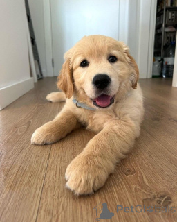 Zdjęcie №1. golden retriever - na sprzedaż w Green | 3348zł | Zapowiedź №160526