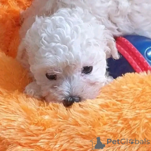 Zdjęcie №3. Teacup Maltańskie szczenięta do adopcji. USA