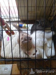 Zdjęcie №1. scottish fold - na sprzedaż w Tbilisi | 1525zł | Zapowiedź № 146101