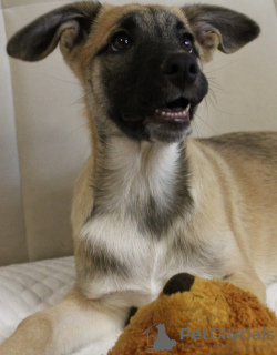 Zdjęcie №3. Hindus - na cześć bohatera.. Federacja Rosyjska