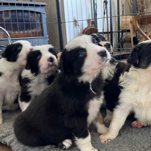 Zdjęcie №1. border collie - na sprzedaż w Heidelberg | 1585zł | Zapowiedź №127308