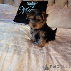 Zdjęcie №3. 2 urocze szczenięta szukają nowego domu, napisz do mnie wiadomość prywatną, aby. USA