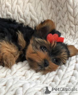 Zdjęcie №1. yorkshire terrier - na sprzedaż w Gothenburg | negocjowane | Zapowiedź №97357