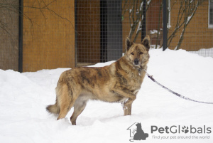 Zdjęcie №2 do zapowiedźy № 91908 na sprzedaż  pies nierasowy - wkupić się Federacja Rosyjska prywatne ogłoszenie
