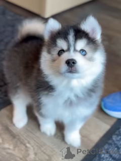 Zdjęcie №1. husky syberyjski - na sprzedaż w Monachium | negocjowane | Zapowiedź №168963