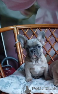 Zdjęcie №2 do zapowiedźy № 161455 na sprzedaż  buldog francuski - wkupić się Białoruś prywatne ogłoszenie