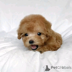 Zdjęcie №3. ZWERGPUDELWELPEN ZUR. Niemcy