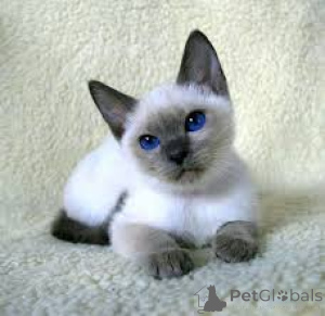 Zdjęcie №3. Siamkätzchen zu verkaufen. Francja